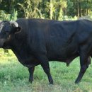 제주 흑우 이미지