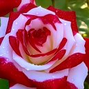 Rita Coolidge ~ For The Good time 이미지