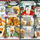 멜리애견유치원 이미지