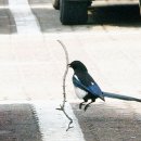 까치자동차 이미지