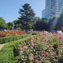 서천 장미공원 이미지