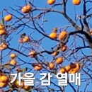 10월의 가을 감 열매 이미지