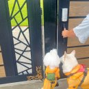 제이위드 이미지