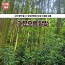 곶자왈거문오름 | [제주아기랑 체험] 세계자연유산 곶자왈 지대 거문오름 탐방 후기(예약방법)