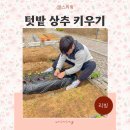 가볍게먹는곳 모종점 | 텃밭 가꾸기 상추 모종 심는 시기 키우기 따는법 상추 씨앗 심기 발아