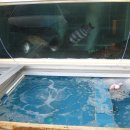 부두회수산 이미지