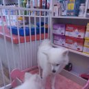 늘안아줄개 이미지