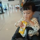 흰돌목장 | [18개월 아이와 여행] 제주도 2박3일 여행일정, 준비물 리스트