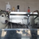 더블유펫 테마파크 이미지