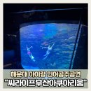 해운대 아이랑, 아쿠아리움 인어공주 공연 후기