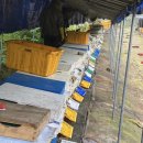 양구벌꿀 이미지