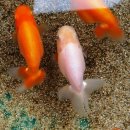 수조 Daum카페