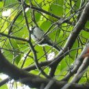 산솔새 | 후지필름 쌍안경으로 보는 숨은 이야기 후기