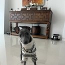 하운드펫 이미지