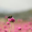 (주)나리