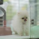 곱슬강아지 이미지