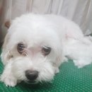 코이독(눈 내리는 강아지마을) 이미지