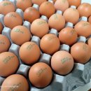 바른농장계란 이미지