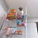 우리고양이 이미지