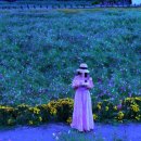 장동계족산농촌체험휴양마을 | 대전 10월 가을여행 가볼만한곳 장동만남공원 코스모스