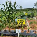 국민농장 2 이미지