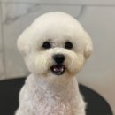 heav.pet 이미지
