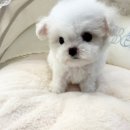 부산강아지분양 퍼피몰리 이미지