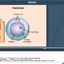 Meiosis 이미지