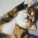 봄이꽃피다 이미지