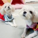 나와놀개 네이버블로그