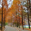 덤바위 캠핑장~충북대학교 천문대 | 뜻밖의 수확 - 진천 평사낙안길(충북대 천문대,충북 학생수련원 단풍 경유)