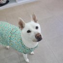 퐁실하개 이미지