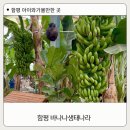 김밥나라단계평원점 | 전남 함평 가볼만한 곳 바나나생태나라 직접 다녀온 솔직후기