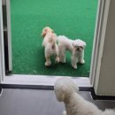 댕겨올개 이미지