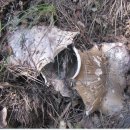 흰굴뚝버섯(굽두더기,굽더덕,꿀돼지버섯)-퍼온글 이미지