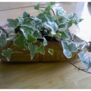 둔포초등학교병설유치원 이미지