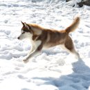 제이 애견 호텔 이미지