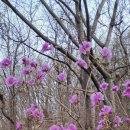 ♥ 육임으로 보는 1년신수(을사년) - 갑오일 제8국 이미지