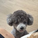 또 끌린닭 | N번째 재방문 재구매 원픽 샌드위치 🥪💞 (신메뉴 두바이 초코 바게트 따끈 후기 + 예약 할인 꿀팁!✨)