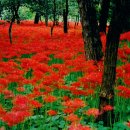 금산군축구장 이미지