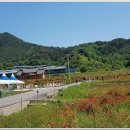 북천꽃단지 이미지