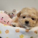 푸른들동물병원 이미지