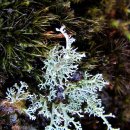 지리산큰나무 이미지