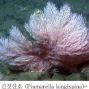 산호 Daum카페
