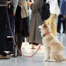 코리아펫 이미지