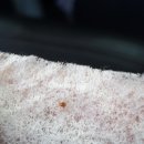 오블리 동물병원 이미지