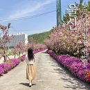 씨유 울산반천점 | 울산 ABC산업 겹벚꽃 4월21일 개화상태
