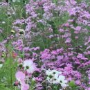 강이랑 아지랑 이미지