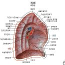 해부생리학적 관점 - 호흡계의 구조 이미지