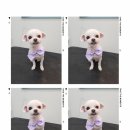 아지애견 이미지